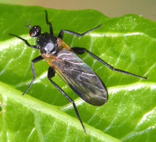 Réf. 340 630 : Rhamphomyia tarsata